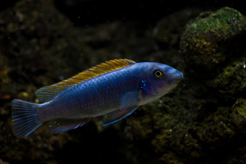 Labeotropheus trewavasae 'Mitande Reef (Rocks)'